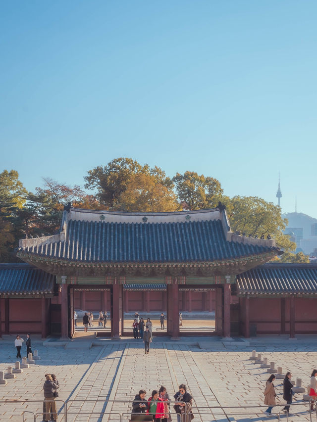 은행나무+한옥+남산타워 삼합의 아름다움이 있는“창덕궁” 