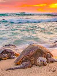 🔥What Time Is It? The Golden Hour in Hawaii (AKA, Pure Magic)🔥