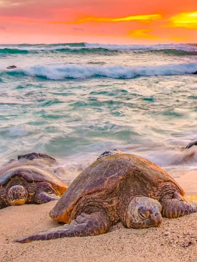 🔥What Time Is It? The Golden Hour in Hawaii (AKA, Pure Magic)🔥