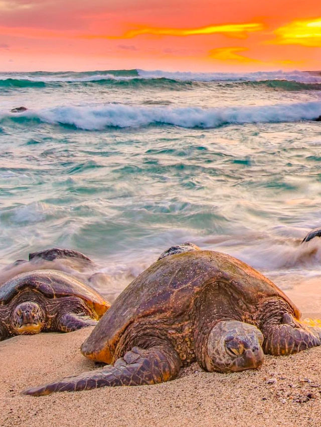 🔥What Time Is It? The Golden Hour in Hawaii (AKA, Pure Magic)🔥