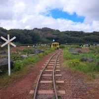 濟洲島ECOLAND森林小火車🚂涯月漢潭海邊步道長廊📸Ivar Garden媒體藝術展示館😍