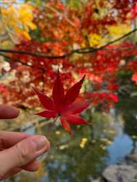 Must see garden in Suzhou 🍁