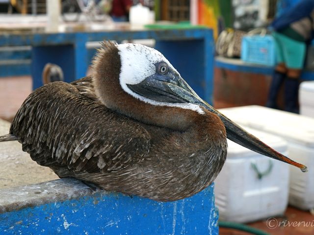 【ガラパゴス諸島】進化論発祥の地！野生動物の宝庫・ガラパゴス諸島