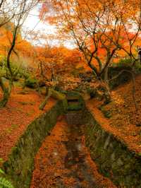 【京都🇯🇵】着物を着て、秋の東福寺を満喫しよう🤍