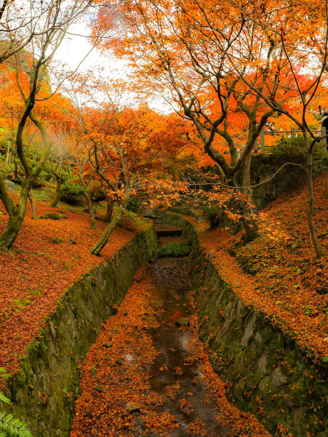 【京都🇯🇵】着物を着て、秋の東福寺を満喫しよう🤍