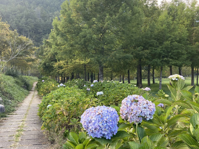 臺中｜黃綠交織的油菜花田