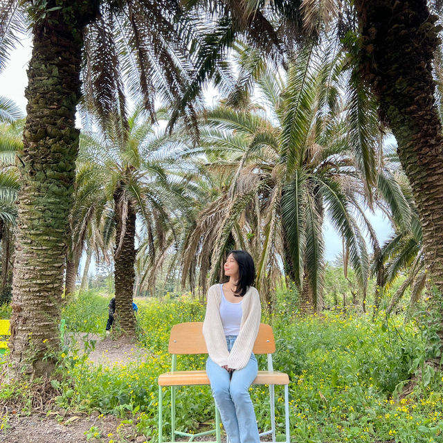 제주도 상가리야자숲 동남아 같은 이국적인 곳 🌴