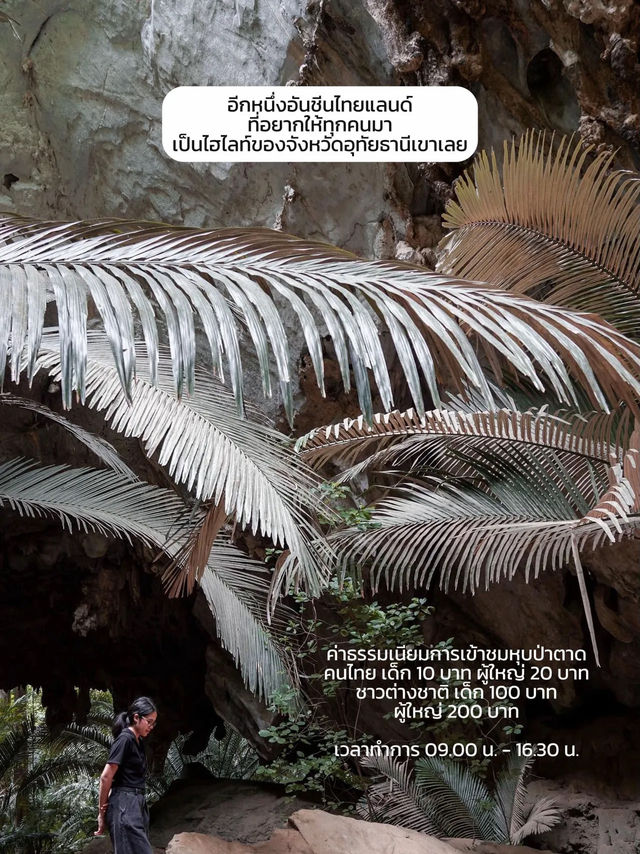 ตะลุยป่าดึกดำบรรพ์ อันซีนไทยแลนด์ จ.อุทัยธานี