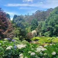 Dandenong Ranges National Park