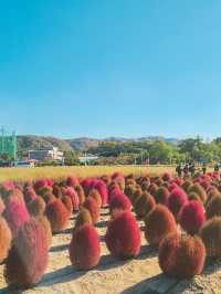 양주 나리공원 핑크뮬리,가을꽃 보고왔어요 !
