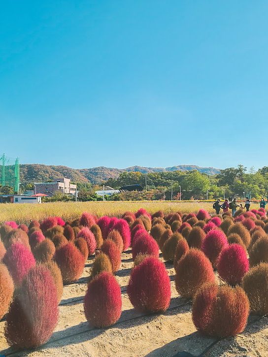 양주 나리공원 핑크뮬리,가을꽃 보고왔어요 !