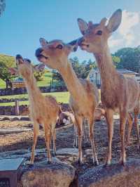 奈良｜奈良公園，小鹿陪你漫步的療癒時光！