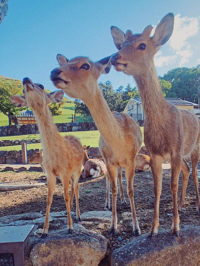奈良｜奈良公園，小鹿陪你漫步的療癒時光！