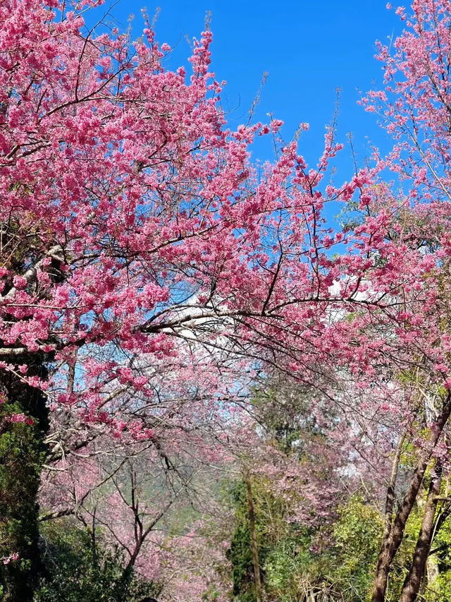 ซากุระ ซากุใจ at ขุนวาง เชียงใหม่ 🌸💖