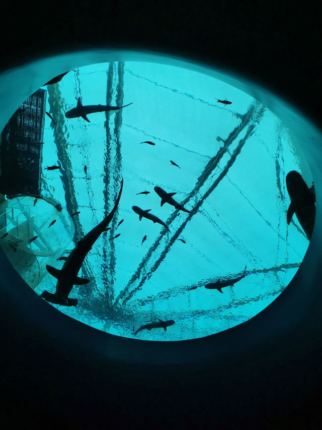 🇸🇬 Dive Into Wonder: Exploring the Magic of Jellyfish and Marine Life at Singapore Sea Aquarium