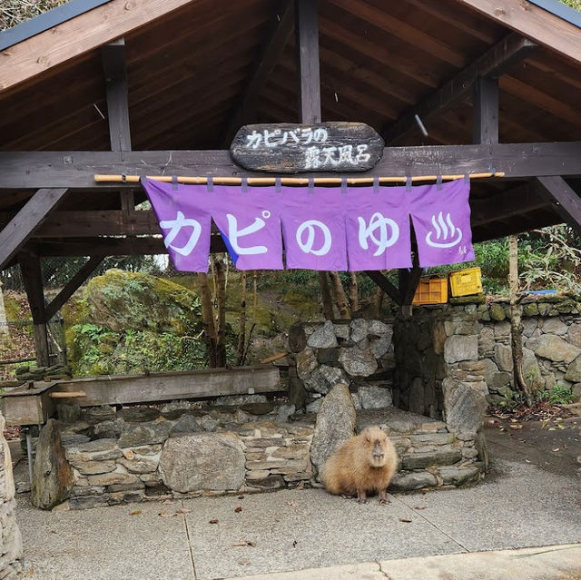 ☾︎長崎☽︎ 触れ合いメインの動物園