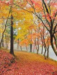 【木々が作る紅葉のトンネルや、落ち葉のじゅうたんが風情たっぷり。】