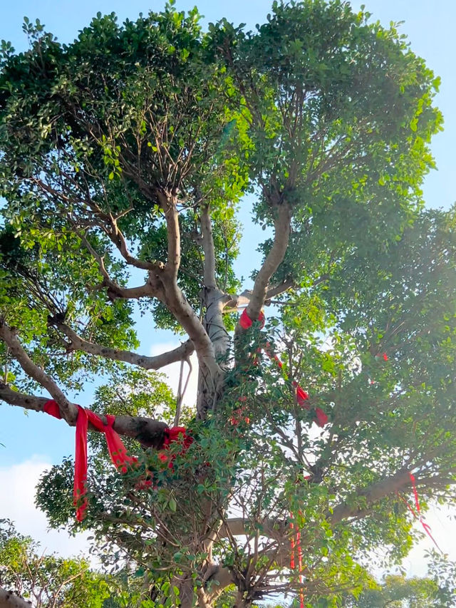 Wishes & Tradition: A Cultural Journey at Lam Tsuen Wishing Tree Wishes & Tradition: A Cultural Journey at Lam Tsuen Wishing Tree