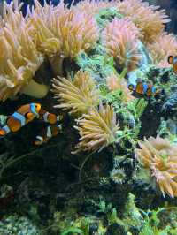 [愛知]旬スポット🐠冬の風物詩こたつに座って水槽を眺められる水族館