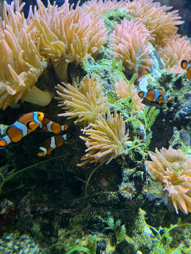 [愛知]旬スポット🐠冬の風物詩こたつに座って水槽を眺められる水族館