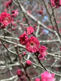 Experience the Earliest Cherry Blossoms in Japan - visit Atami Sakura!
