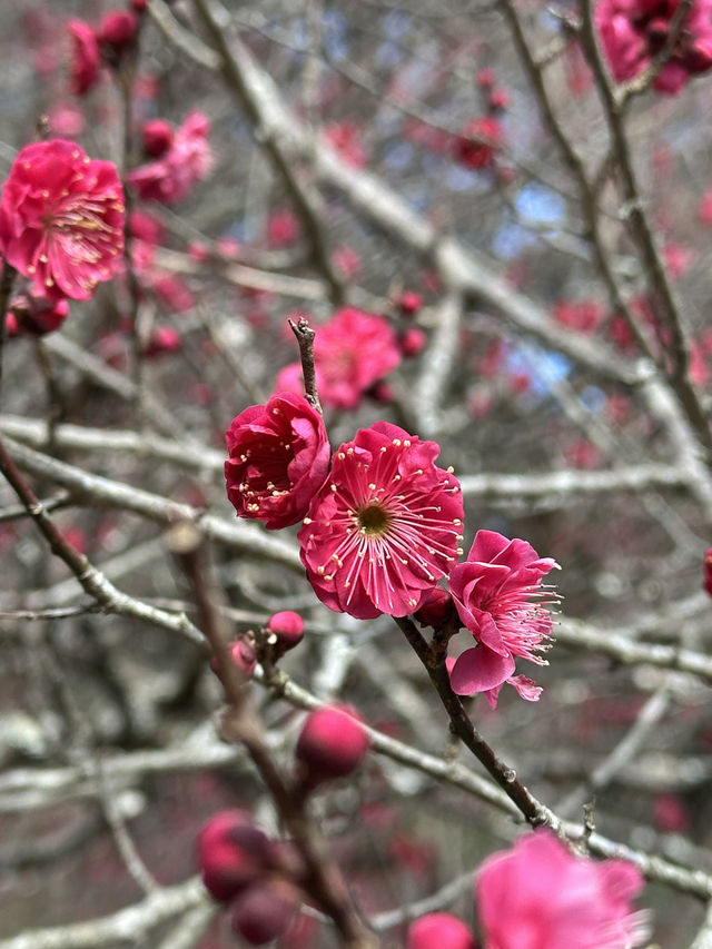 Experience the Earliest Cherry Blossoms in Japan - visit Atami Sakura!