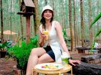 คาเฟ่ในป่าสน ภูผา คอฟฟี่แคมป์ ราชบุรี