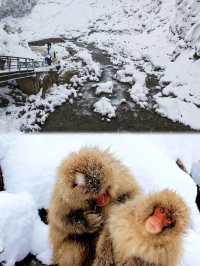 日本長野縣。地獄谷雪猴公園🦧Snow Monkey Park獼猴野生生態奇觀