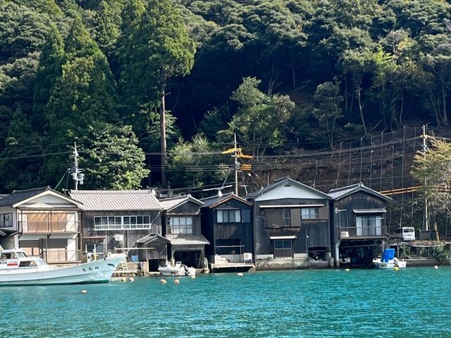 伊根遊船餵食海鷗，近距離感受海之京都