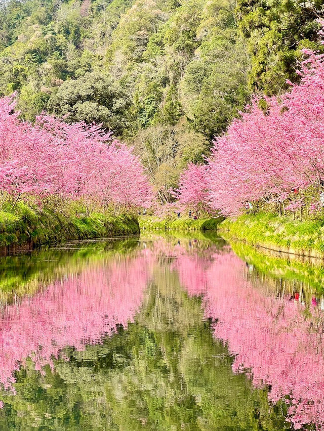 杉林溪：近山近花靜心