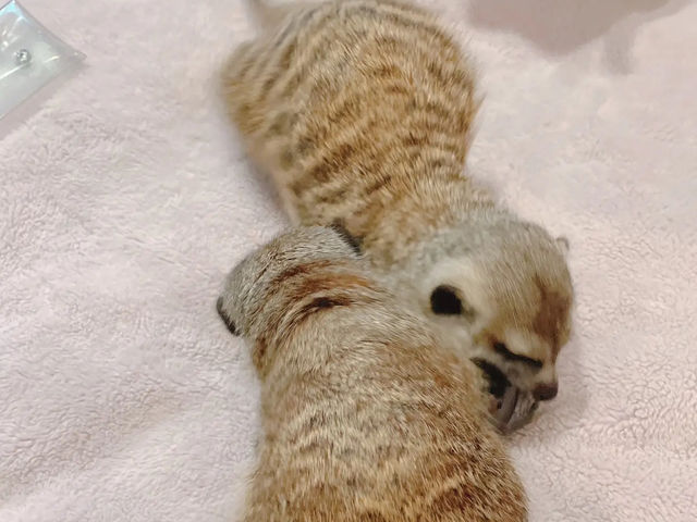 台北貓貓Cafe推介✨ 肉球森林 🐾