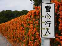 嘉義樹木園  炮仗花牆