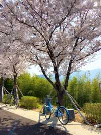 대저생태공원의 벚꽃터널과 벚꽃라이딩🚲🌸