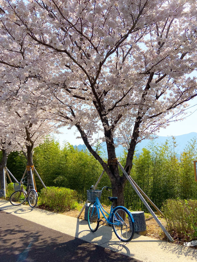 대저생태공원의 벚꽃터널과 벚꽃라이딩🚲🌸