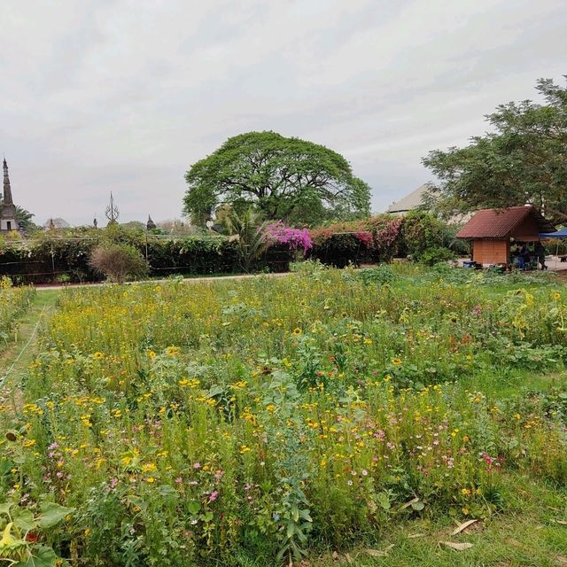 Immersing in Spirituality at Buddha Park, Vientiane