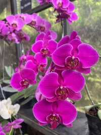 Orchid Forest
