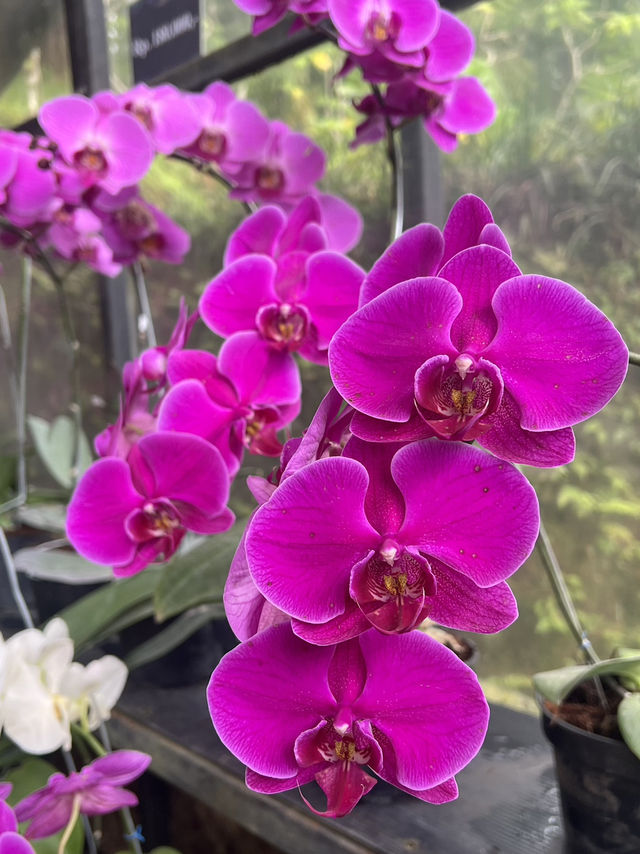 Orchid Forest