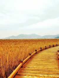 Suncheon Bay Wetland Reserve 