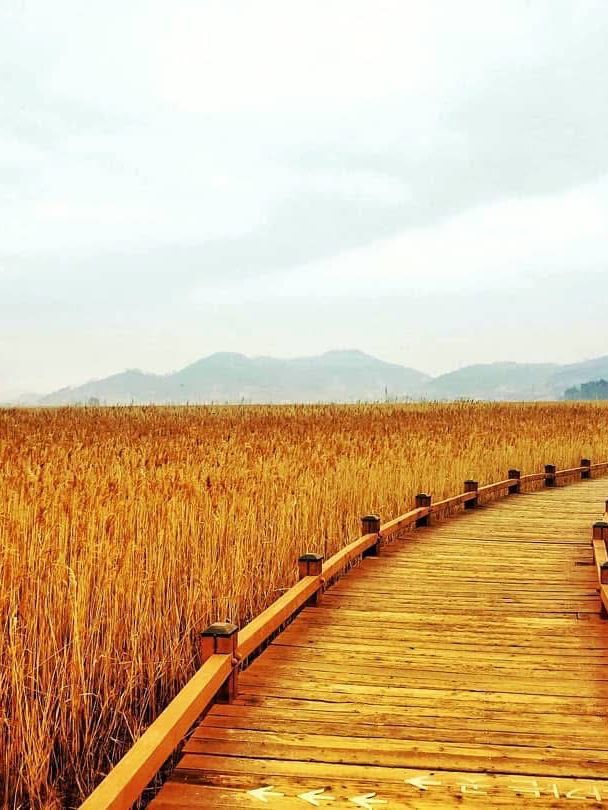 Suncheon Bay Wetland Reserve 