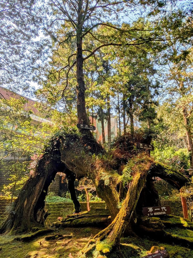 阿里山國家森林遊樂區巨木群棧道 