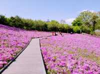 Buramsan Butterfly Park Flower Festival Review