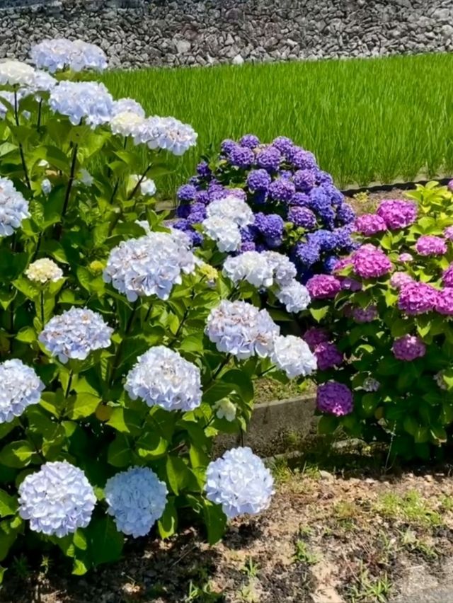色彩豊かなあじさいに目を奪われる