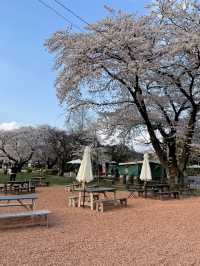 【栃木×春の那須旅】  ソメイヨシノを中心とした桜のトンネル