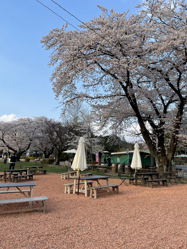 【栃木×春の那須旅】  ソメイヨシノを中心とした桜のトンネル