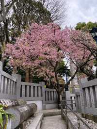 🌸 Sakura Blooming at Ueno Park 🌸