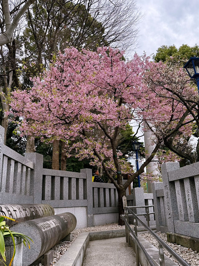 🌸 Sakura Blooming at Ueno Park 🌸