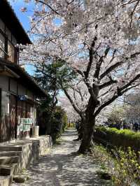 Chasing Sakura at Philosopher’s Path