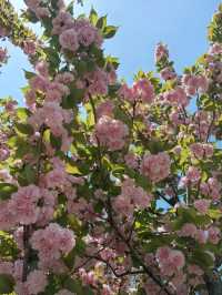 Cherry Blossom trip to Shangluo 🌸