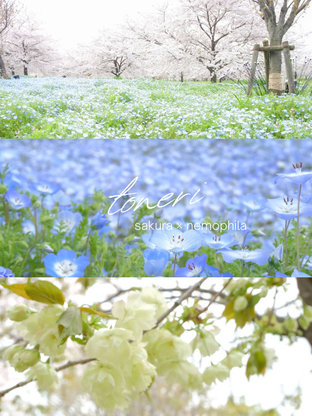 【舎人公園】桜×ネモフィラ　穴場なお花見スポット！