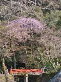 【岐阜】桜と岐阜城のコラボが最高！護國神社で歴史を感じるお花見！
